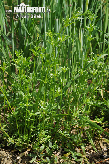 alium tricorne auct.