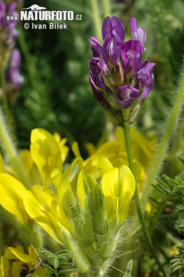 Astragalus danicus