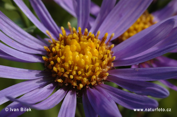 Berg-Aster