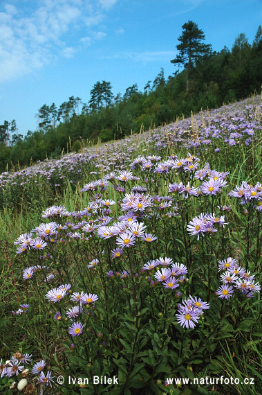 Berg-Aster