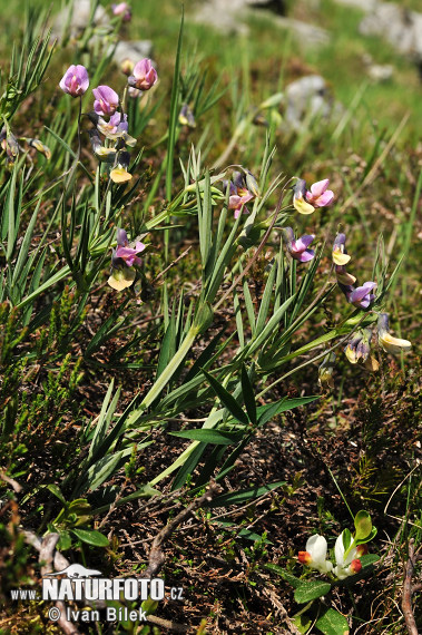 Berg-Platterbse