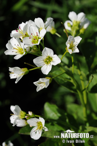 Bitteres Schaumkraut