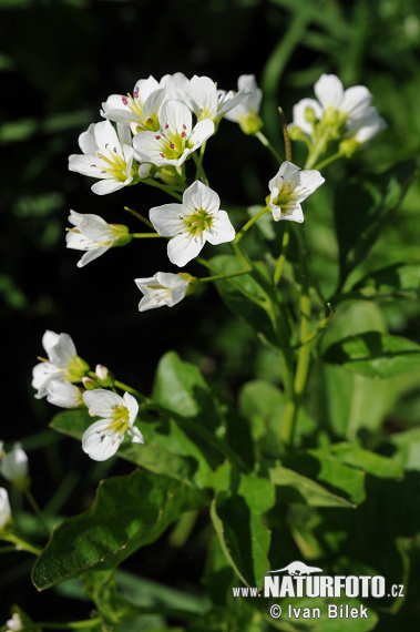 Bitteres Schaumkraut