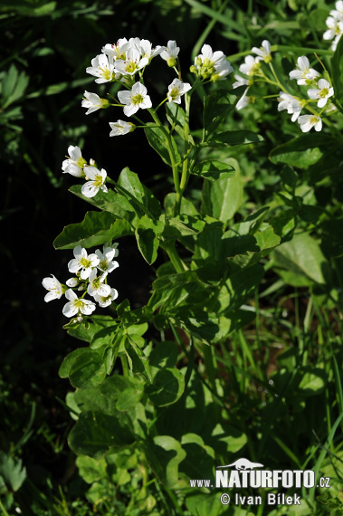 Bitteres Schaumkraut