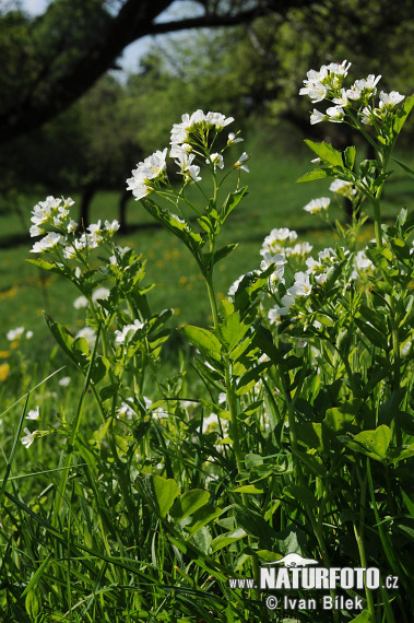 Bitteres Schaumkraut