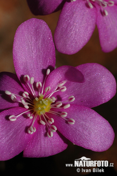 Blå anemone - Leverurt