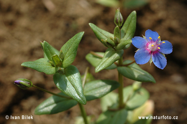 Blauer Gauchheil