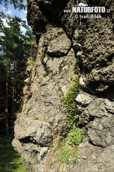 Braungrüner Streifenfarn