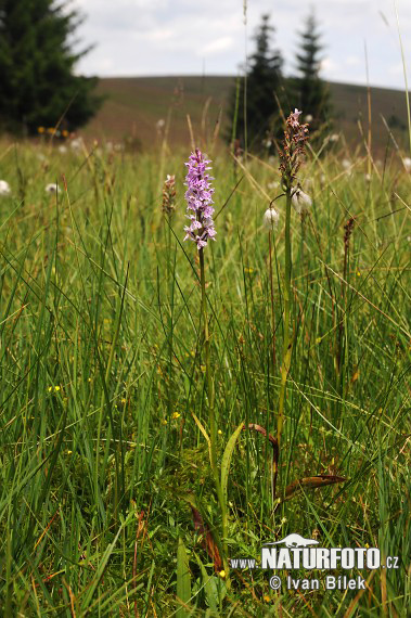 Dactylorhiza fuchsii subsp. fuchsii