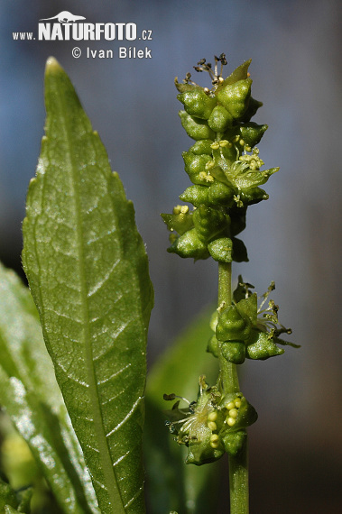 Daugiametis laiškenis