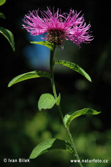 entaurea phrygia L. ssp. pseudophrygia C. A. Meyer Gugler S