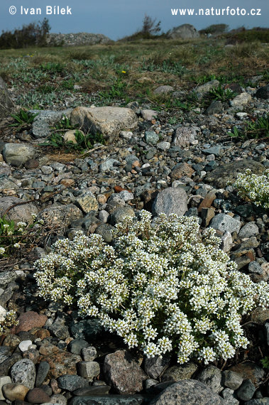 erba de la cullera