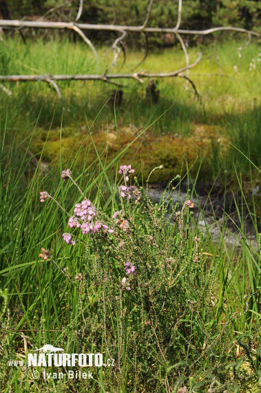 Erica a quattro angoli