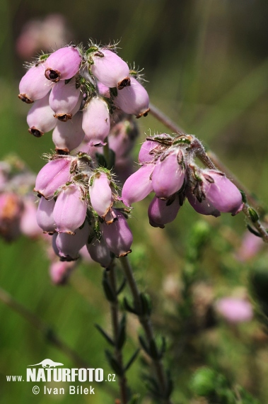 Erica tetralix