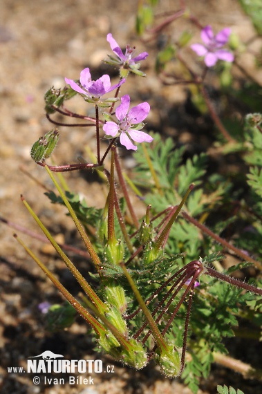 Erodium cicutarium