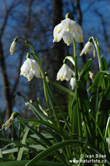 Frühlings-Knotenblume