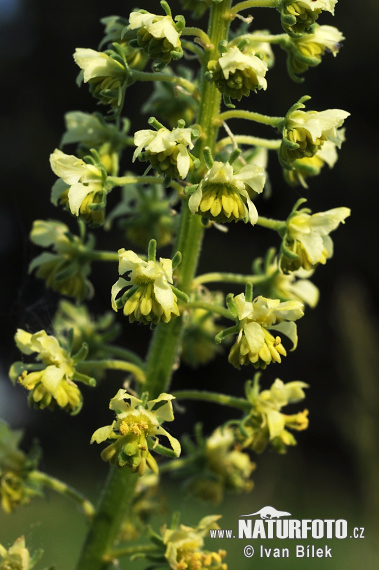 Gelbe Resede - Gelbe Reseda - Gelber Wau - Wilde Resede