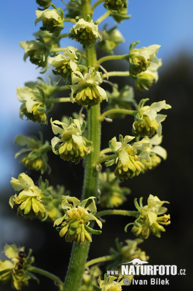 Gelbe Resede - Gelbe Reseda - Gelber Wau - Wilde Resede