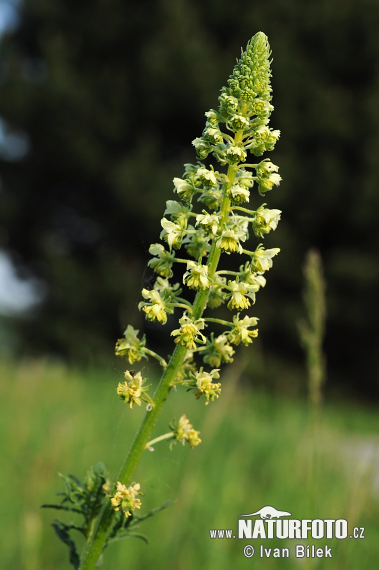 Gelbe Resede - Gelbe Reseda - Gelber Wau - Wilde Resede