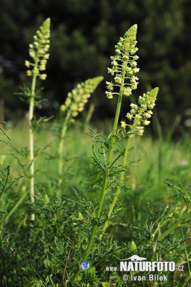 Gelbe Resede - Gelbe Reseda - Gelber Wau - Wilde Resede