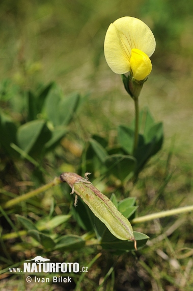 Gelbe Spargelerbse - Spargelbohne - Spargelschote