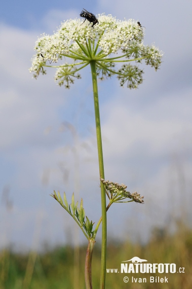 Gewöhnliche Brenndolde - Sumpf-Brenndolde