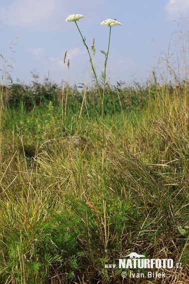 Gewöhnliche Brenndolde - Sumpf-Brenndolde