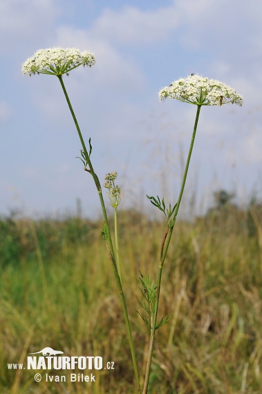 Gewöhnliche Brenndolde - Sumpf-Brenndolde