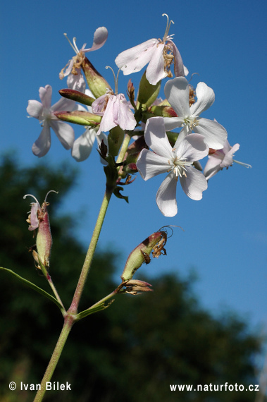 Gewöhnliches Seifenkraut