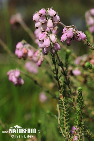 Glocken-Heide