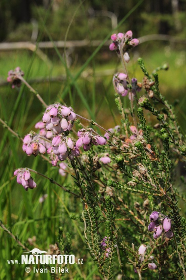 Glocken-Heide