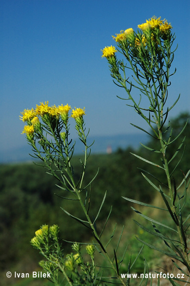 Gold-Aster - Goldhaaraster