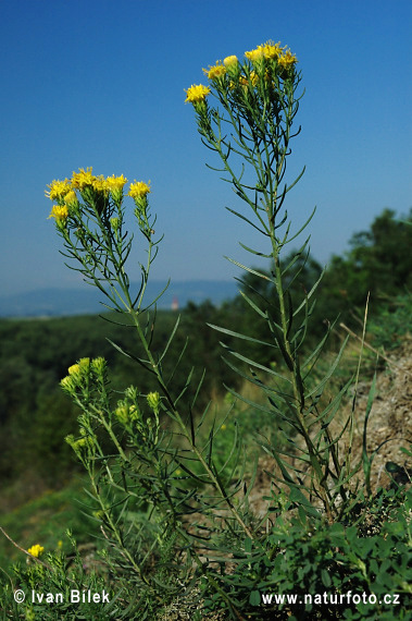 Gold-Aster - Goldhaaraster