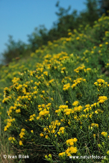 Gold-Aster - Goldhaaraster