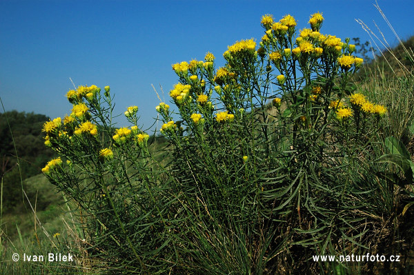 Gold-Aster - Goldhaaraster