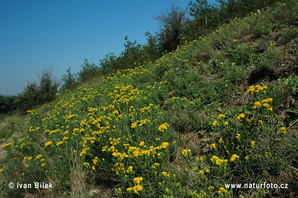 Gold-Aster - Goldhaaraster