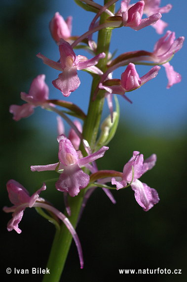 Grosse Händelwurz - Langspornige Handwurz - Mücken-Händelwurz