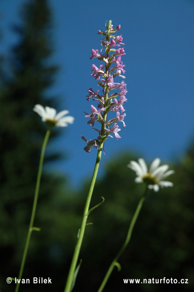 Grosse Händelwurz - Langspornige Handwurz - Mücken-Händelwurz