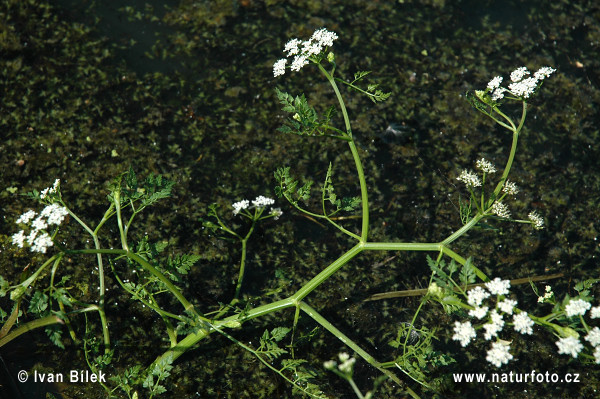 hellandrium aquaticum L.