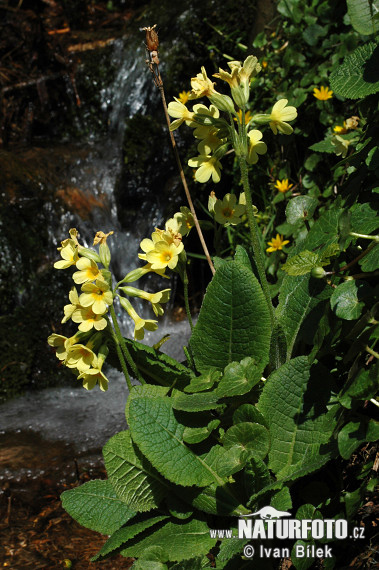 Hohe Schlüsselblume - Wald-Schlüsselblume