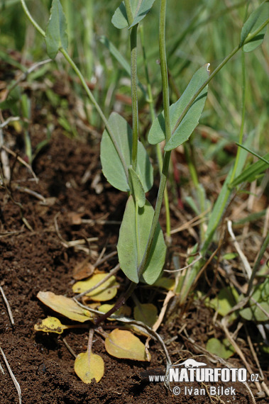 icrothlaspi perfoliatum L. F. K. Mey. S