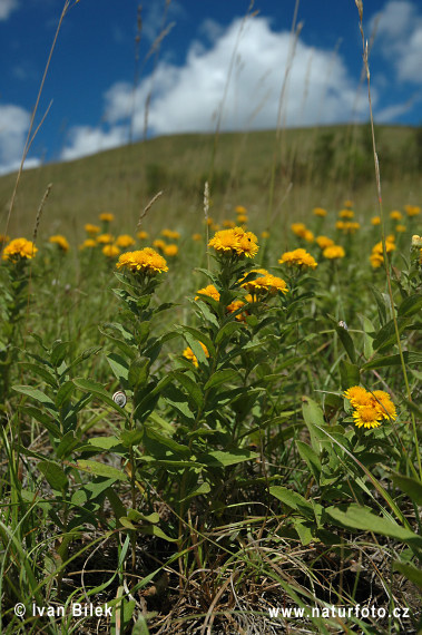 Inula germanica