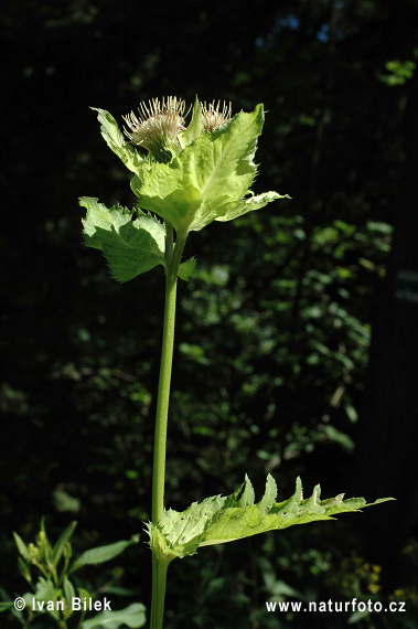 Kohl-Kratzdistel