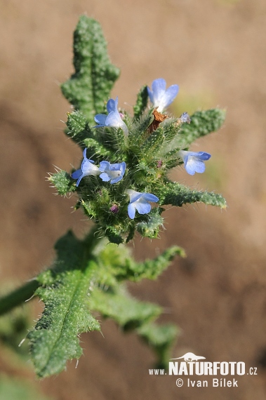 Lycopsis arvensis