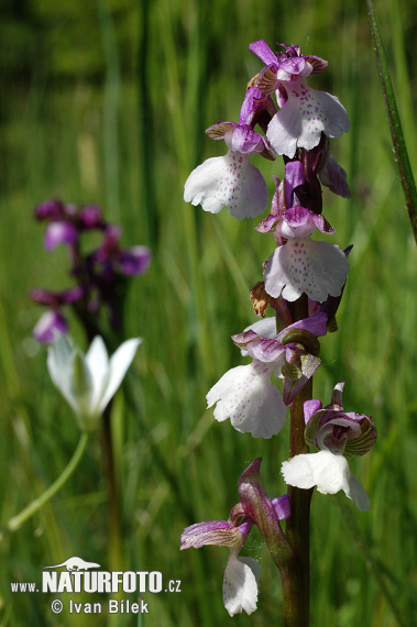 Orchis