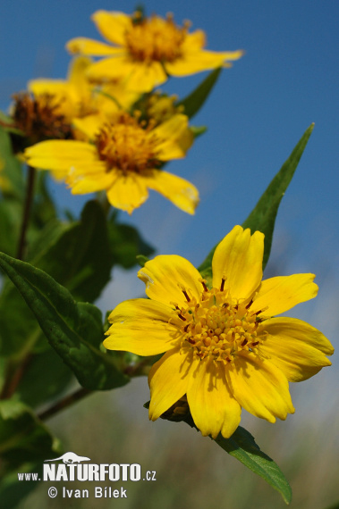 oreopsis bidens L. S