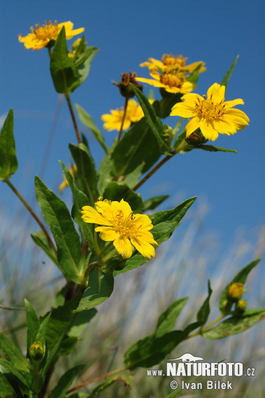 oreopsis bidens L. S