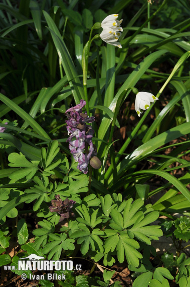 orydalis bulbosa var. cava L. S