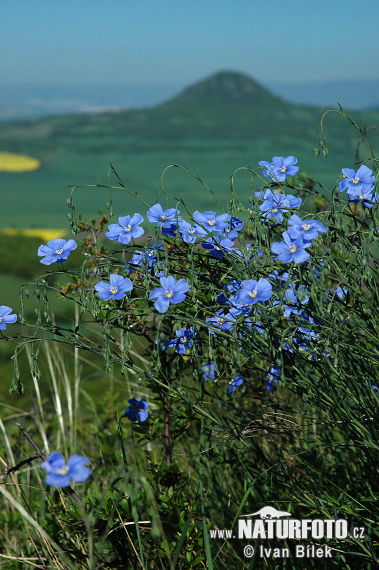 Österreichischer Lein