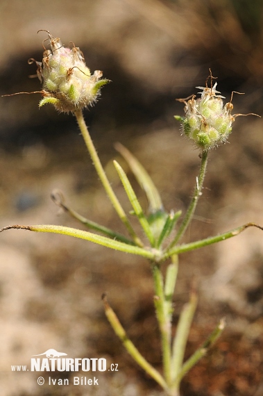 Piantaggine ramosa